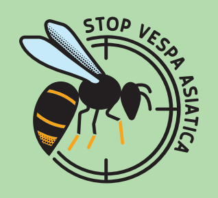 vespa_velutina